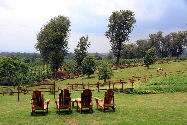 Horses graze in a pasture above a coffee plantation and four Adirondack chairs are set looking at the view at The Manor at Ngorongoro