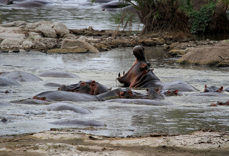 A large hippo opens its mouth wide showing its teeth in the Retima Hippo Pool in Serengeti National Park