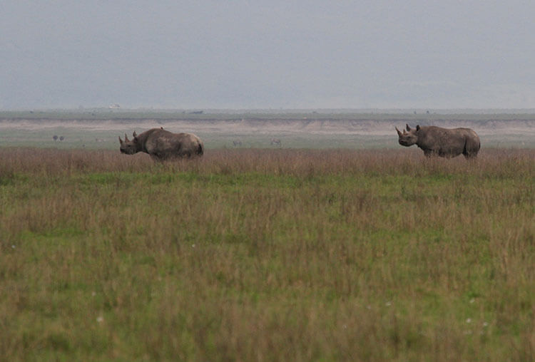 Two black rhino graze in Ngorongoro Crater