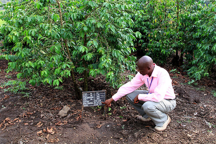 A guide shows us the signs on each plot with the information about the age of the plants at Burka Coffee Estate
