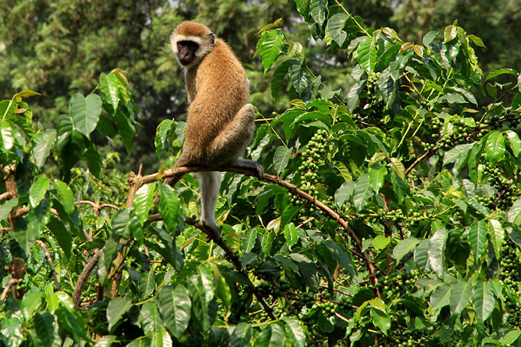 A monkey sits on the coffee plants at Burka Coffee Estate