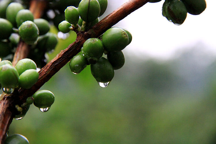 A close up of rain drops dripping off of coffee cherries on the coffee plants at Burka Coffee Estate