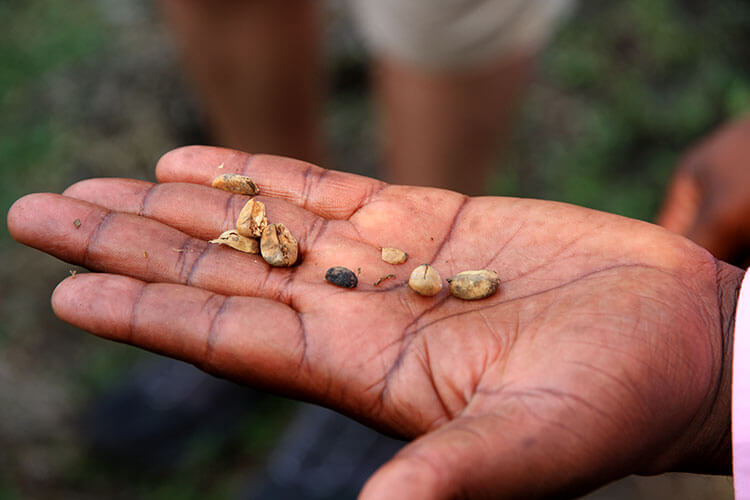 Our guide holds coffee beans in their silk in the palm of his hand at Burka Coffee Estate