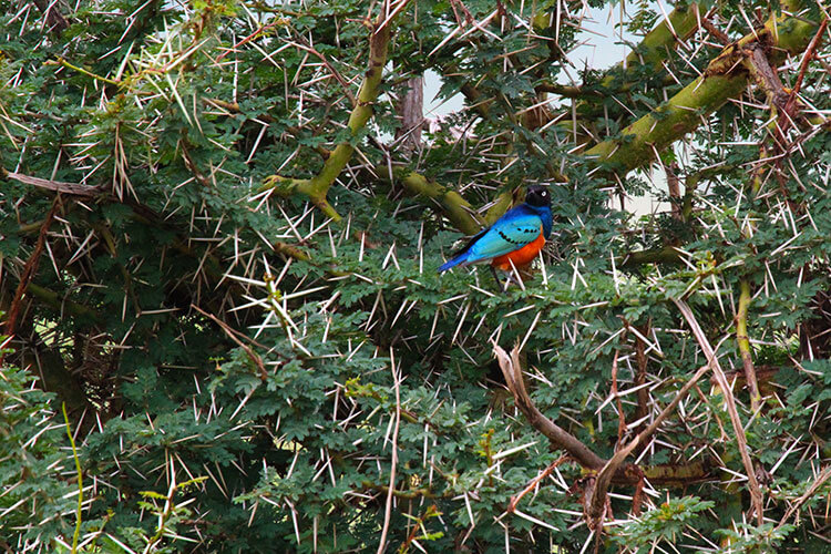 A blue with red breast superb starling sits on the branch of a thorny bush in Ngorongoro Crater