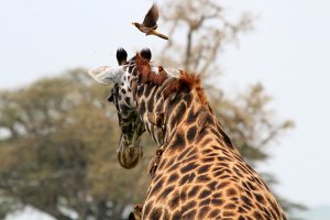 A half dozen birds pick insects of f the neck of a giraffe in Serengeti National Park