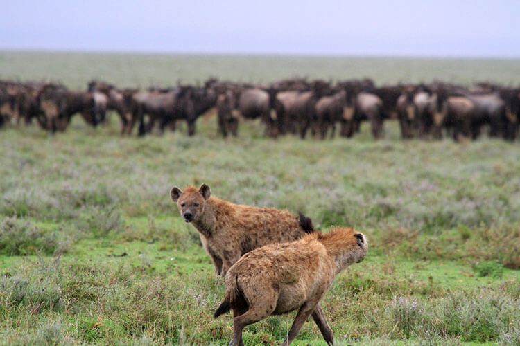 Two hyenas pace back and forth as a herd of wildebeest gather close around their babies in South Central Serengeti