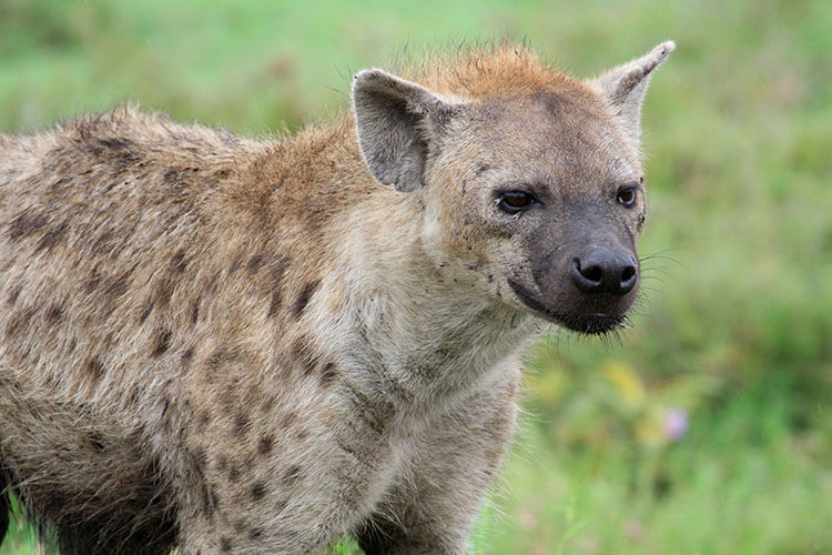 A close up of a hyena, its face covered in flies, in the Serengeti