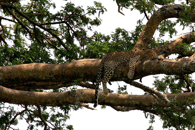 A leopard sleeps on a branch high up in a tamarind tree in Serengeti National Park