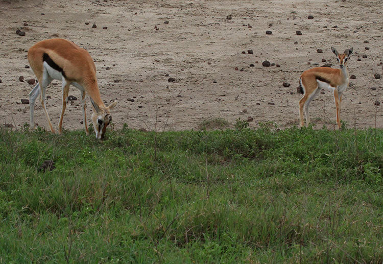 A young Thompson gazelle stands near its mother while she feeds on grass in Ngorongoro Crater, Tanzania