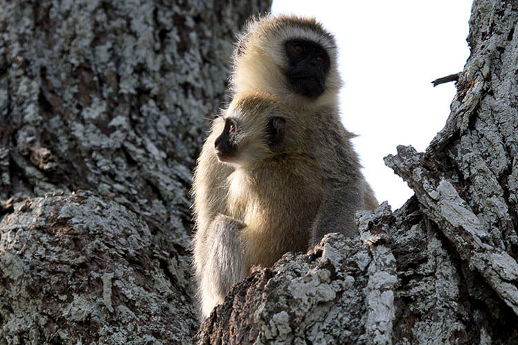 A vervet monkey infant hugs its mother in a tree in Tarangire National Park