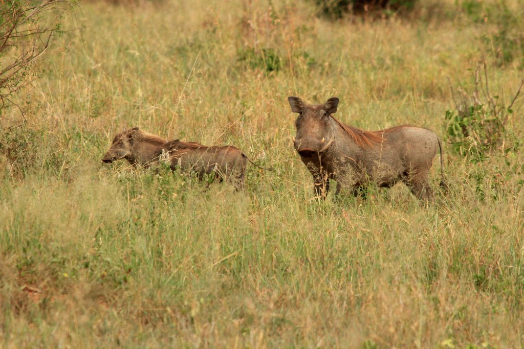 A warthog with four piglets in the grass in Tarangire National Park, Tanzania