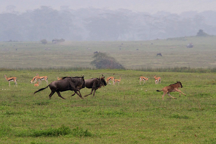 Two adult wildebeest train a wildebeest calf to run in Ngorongoro Crater, Tanzania