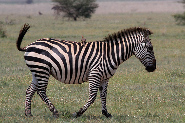 A bird sits in the middle of a zebra's back and hitches a ride in Tarangire National Park