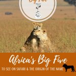Africa's Big Five Pinterest Pin