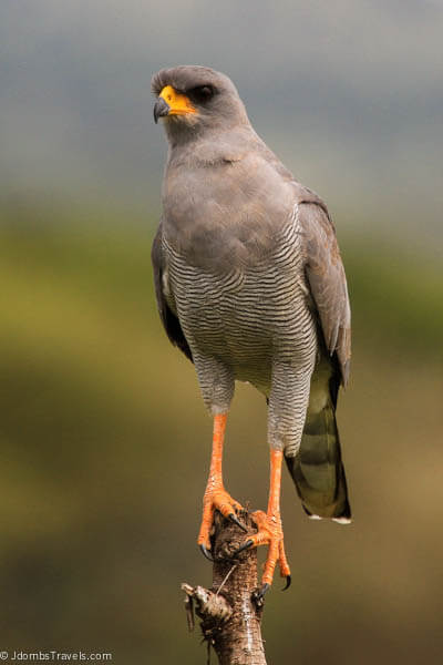 Birds in Tarangire National Park