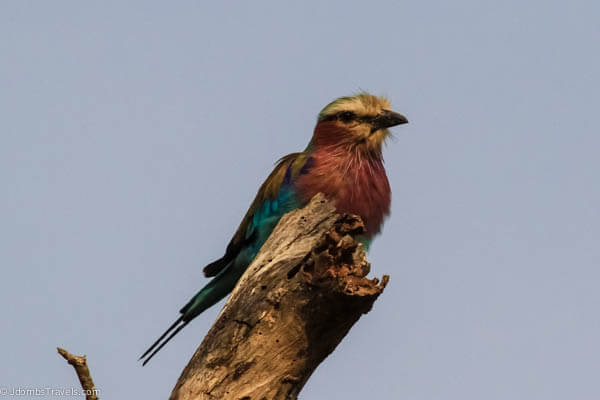 Lilac-breasted roller 