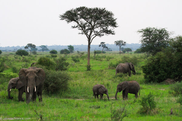 Herd of elephants in Tarangire National Park