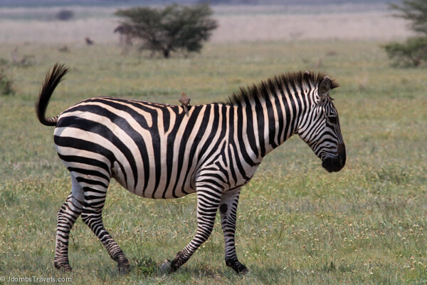 Zebra in Tarangire National Park