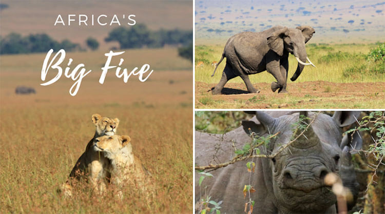 A grid of three photos: on the left two lions nuzzle each other in tall grass in the Masai Mara, top right an elephant with long tusks is on the move in the Masai Mara and bottom right a close up of a black rhino's face in Nairobi National Park