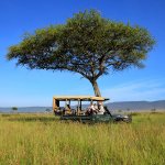 Jennifer and her Angama Mara guide identifying a bird in a book together in the Angama Mara safari vehicle while parked under a tree in the Masai Mara