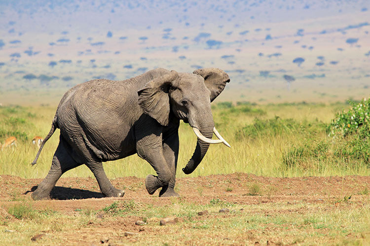 An elephant with good sized tusks is on the move in Masai Mara, Kenya