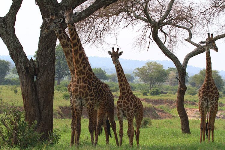 A tower of four giraffes eat from an acacia tree in Tarangire National Park, Tanzania