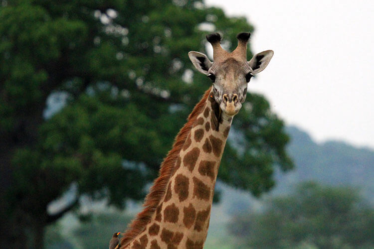 A giraffe looks at us while birds eat mites off its spotted coat