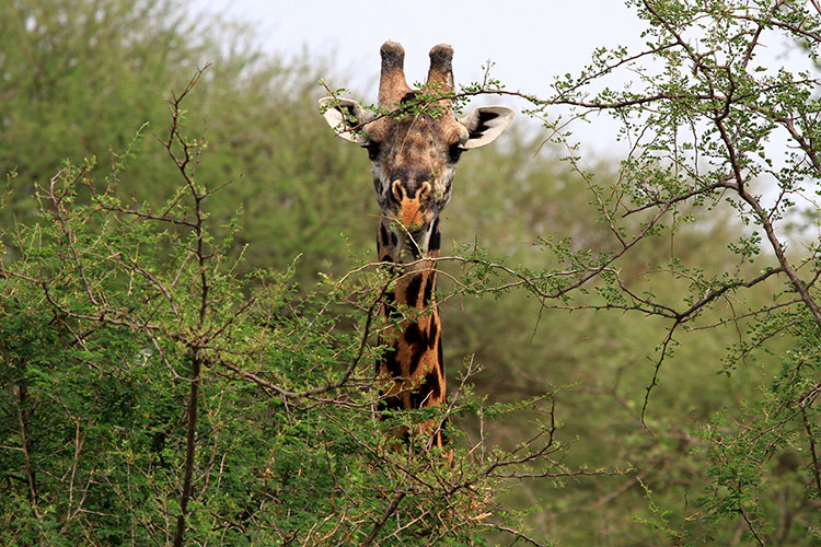 A male giraffe with the fur almost bare on his horns in Tarangire National Park, Tanzania