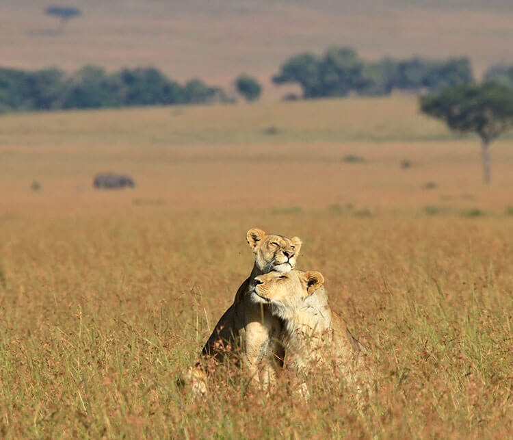 Two young lions nuzzle each other in the tall grass in the Masai Mara, Kenya