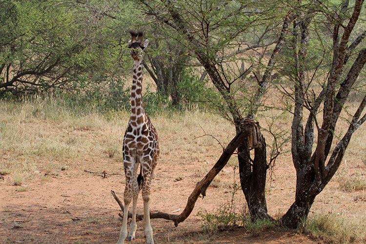 A very young giraffe calf only a few weeks old stands under the tree alone in Serengeti National Park