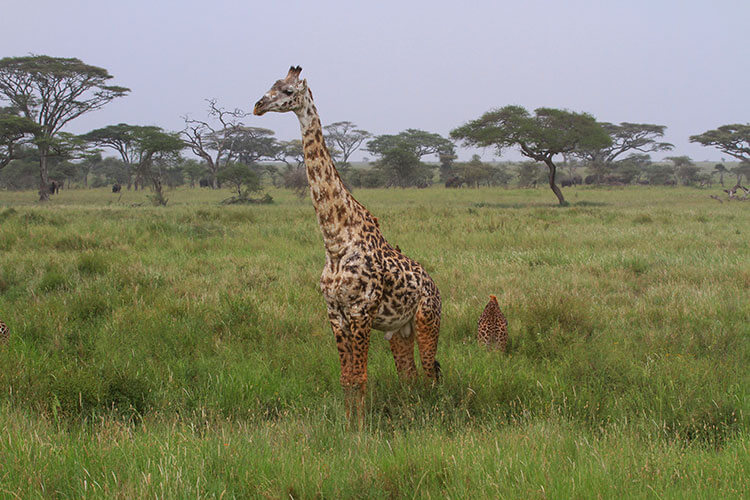 A rare giraffe with white pigmentation on the coat, except for the regularly darker colored legs in Serengeti National Park, Tanzania