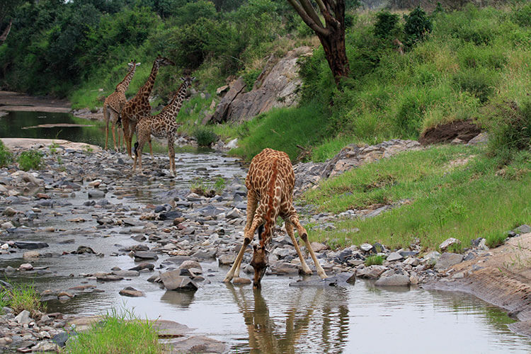 A giraffe spreads its legs wide to be able to reach down to have a drink from a stream in Serengeti National Park, Tanzania