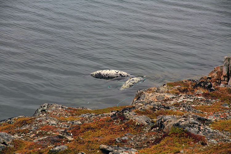 Dead seals in Kulusuk, Greenland