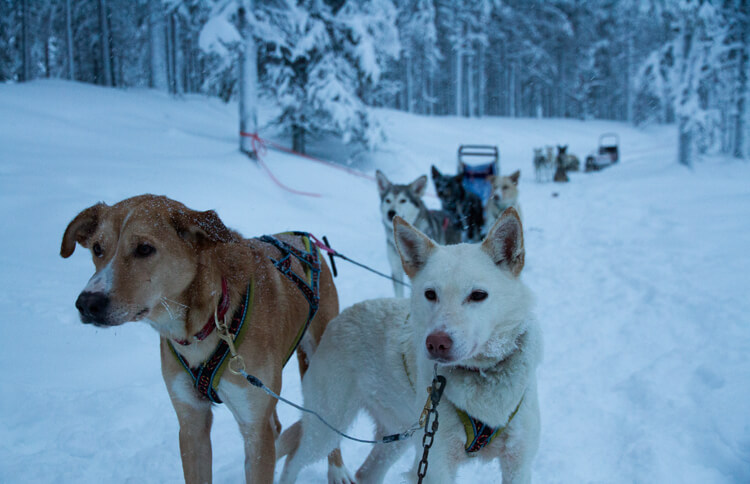 Dog Sledding in Swedish Lapland