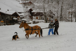 A horse pulling Tim on skis