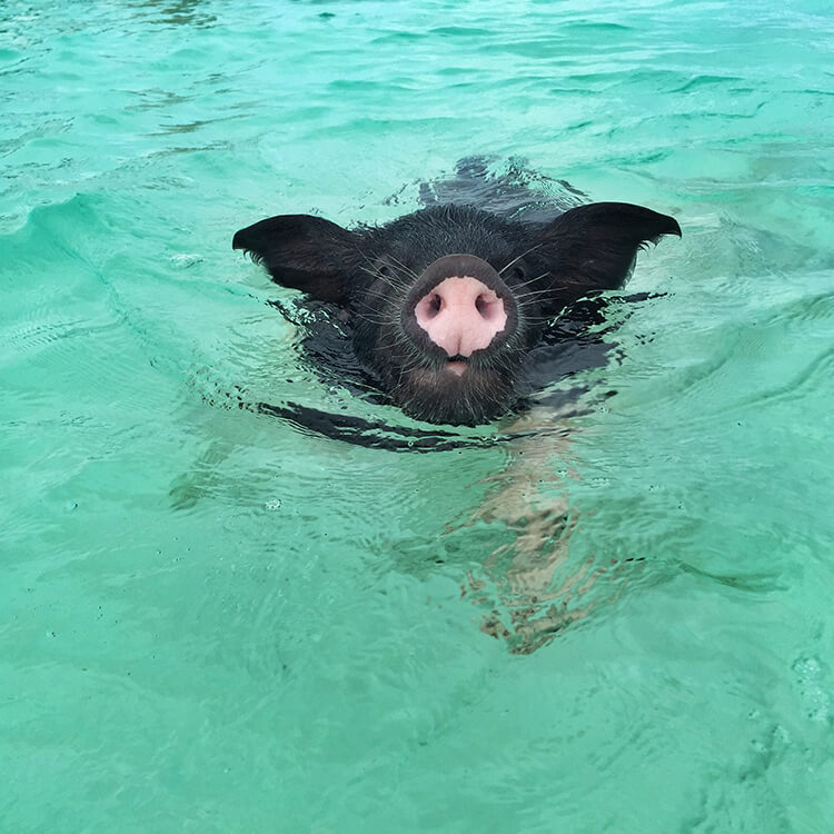 Swimming with the pigs in the Bahamas