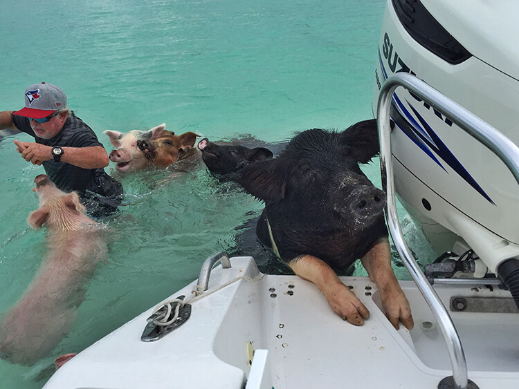 Swimming with the pigs in the Bahamas