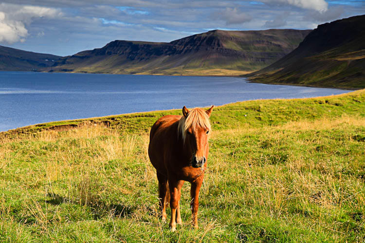 Icelandic Horse in the Westfjords