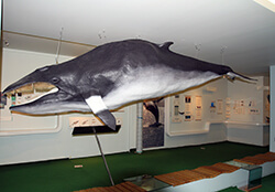 Husavik Whale Museum