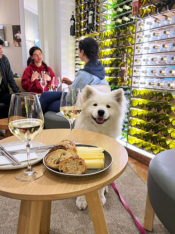 Coco the Traveling Samoyed poses at Le Bar à Vin with two glasses of white bordeaux and a cheese plate
