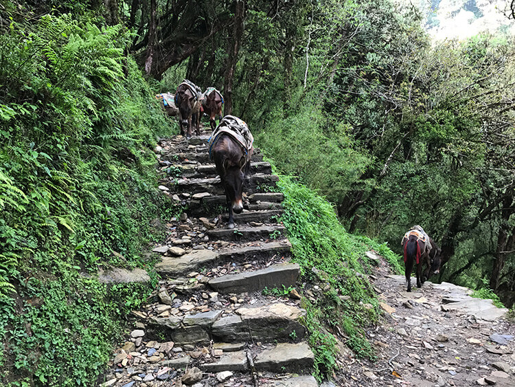 Ghorepani Trek, Annapurna, Nepal