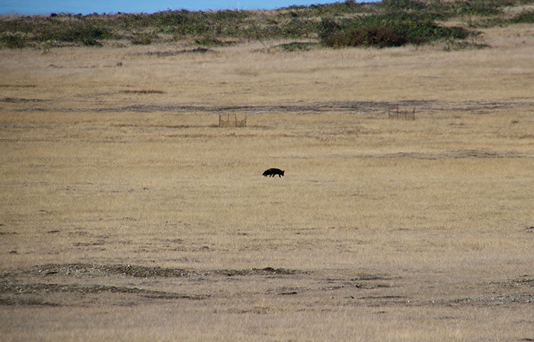 A red fox hunts on the grassy plain at American Camp