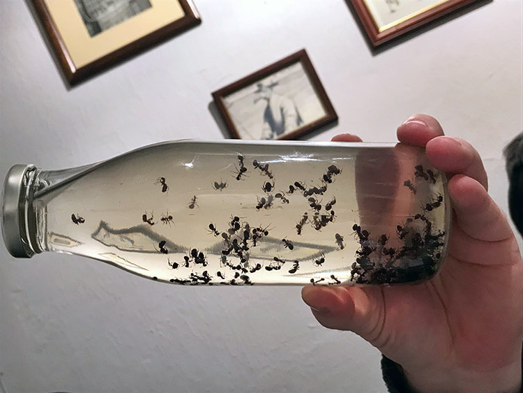 Anty Gin with ants floating in the gin