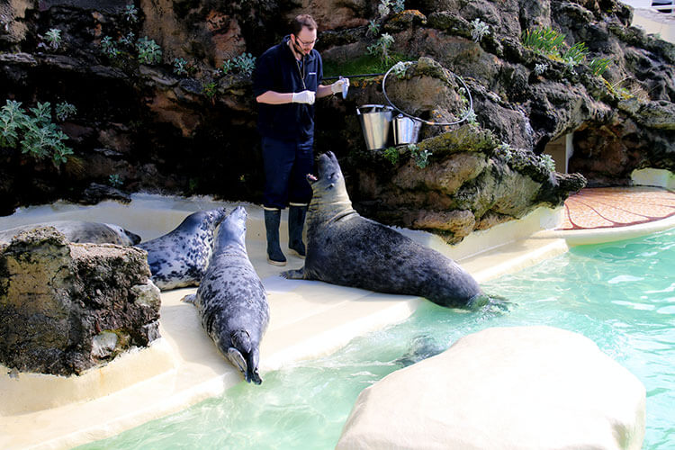 A technician feeds five seals, including the male, Charlie, at Biarritz Aquarium