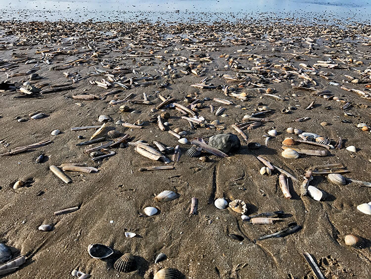 Thousands of shells are uncovered at low tide on the long stretch of beach at Deauville