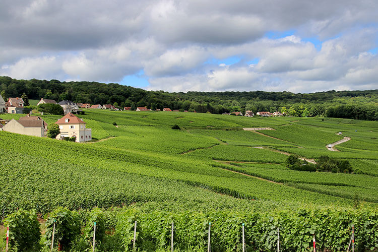 Rolling hills of vineyards outside of Hautvillers