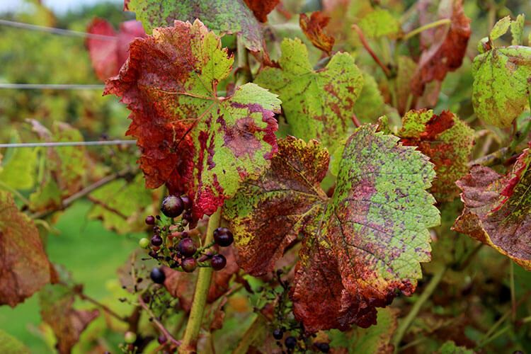 Fall colors and grapes on the vines at Pant Du Vineyard