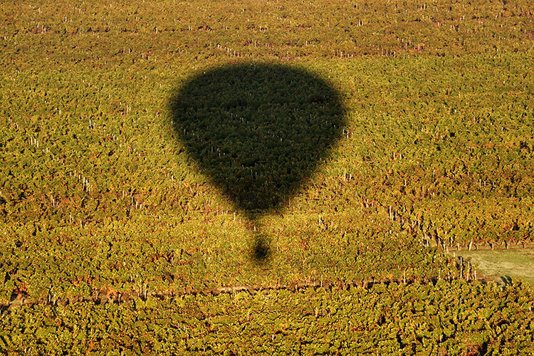 Our hot air balloon's shadow on the vineyard as we get ready to land in Saint-Émilion