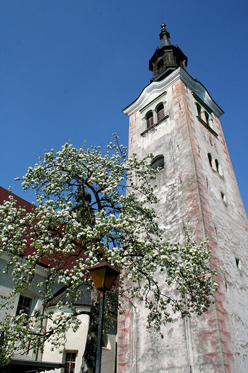 The 54-meter high bell tower with a tree with its spring buds in the shadow of the tower on Bled Island