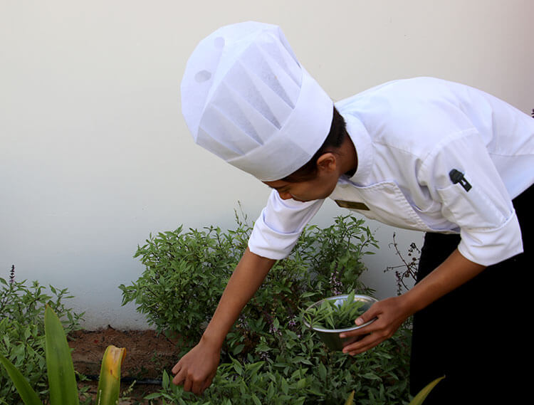 A chef picks fresh herbs from the spice garden at Al Baleed Resort by Anantara